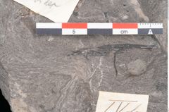 Foto (Detailansicht) von Dicksonia pterioides Ettingshausen (NHMW-GEO-2024-0188-10209)